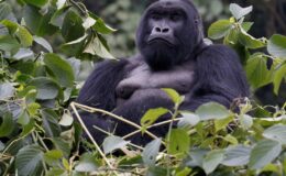 En büyük primatı iklim değişikliği yok etmiş